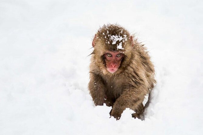 1-Day Snow Monkeys, Zenko-ji Temple & Sake in Nagano - Jigokudani Snow Monkey Park: The Forest Hike Is Part of the Magic