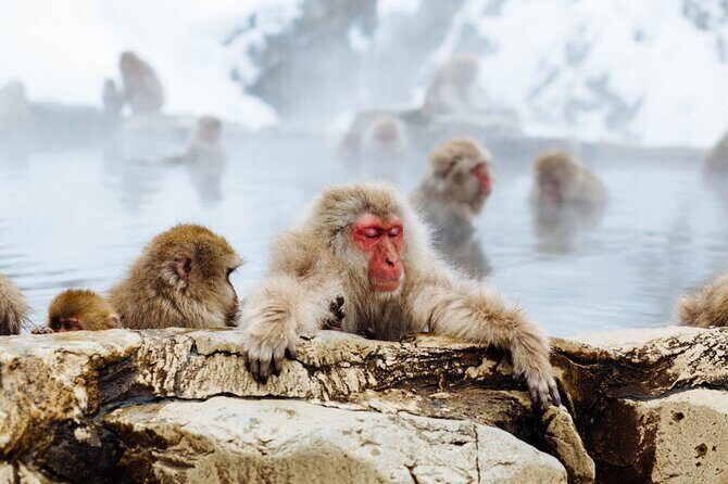 1-Day Snow Monkeys, Zenko-ji Temple & Sake in Nagano - Price and Value: $151.88 for a Three-Part Nagano Day