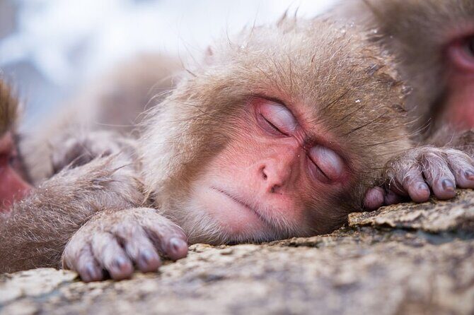 1-Day Snow Monkeys, Zenko-ji Temple & Sake in Nagano - Lunch in Nagano: Warm, Filling, and Timed for the Walk Ahead