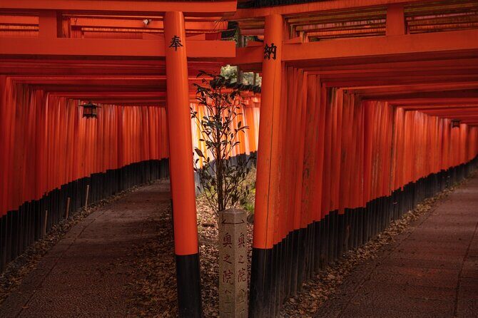 10 Must-see Spots in Kyoto One Day Private Tour (up to 7 people) - Arashiyama Bamboo Grove: the classic Kyoto scene in 20 minutes