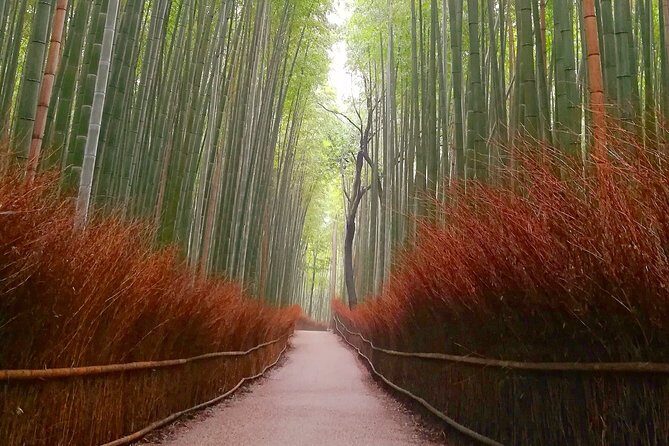 5 Top Highlights of Kyoto Full Day Bike Tour (E-bike option) - Practical Tips So You Enjoy Every Stop