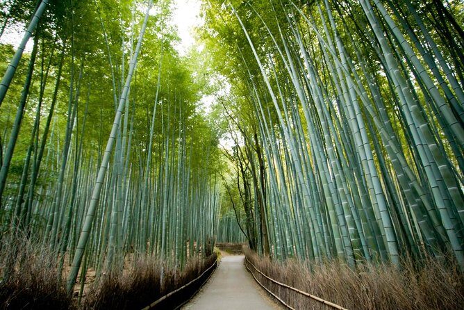 Afternoon Kyoto Bike Tour: Bamboo Forest, Monkeys & Hidden Spots - Key points to know before you go