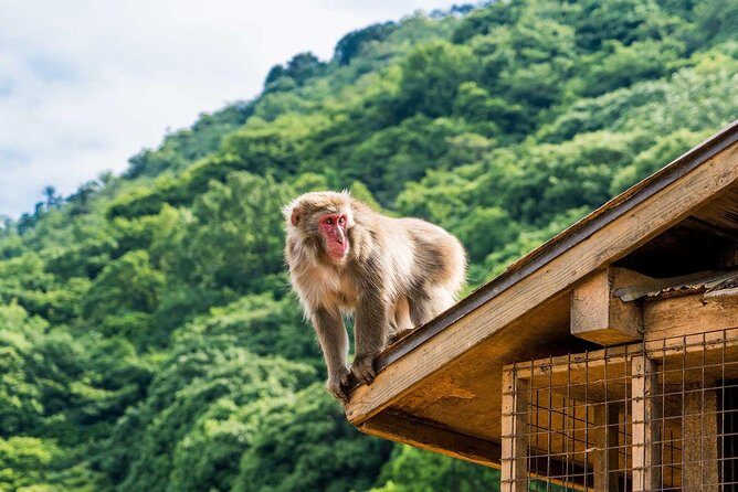Afternoon Kyoto Bike Tour: Bamboo Forest, Monkeys & Hidden Spots - Where you meet at 1:00 pm and how the tour really runs