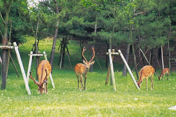 Ancient Capital Tour: Kyoto and Nara Highlights from Kyoto/Osaka - Arashiyama Bamboo Walk and Togetsukyo Views