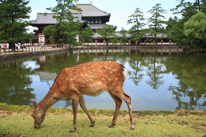 Ancient Capital Tour: Kyoto and Nara Highlights from Kyoto/Osaka - Kyoto’s Golden Pavilion Stop: Kinkaku-ji Without Transit Headaches