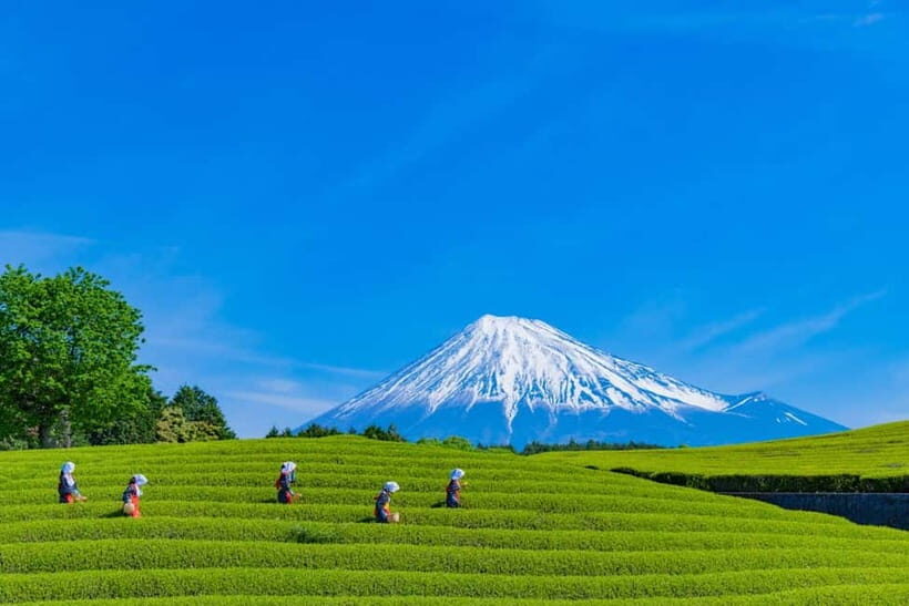 From Tokyo: Must-Visit Mount Fuji Highlight Full-Day Tour - Course A highlights: Lake Kawaguchi, Oishi Park, Shiraito Waterfall, Obuchi Sasaba