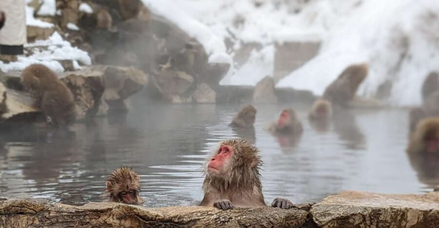 From Tokyo: Snow Monkey 1 Day Tour with Beef Sukiyaki Lunch - Key highlights I think you’ll care about