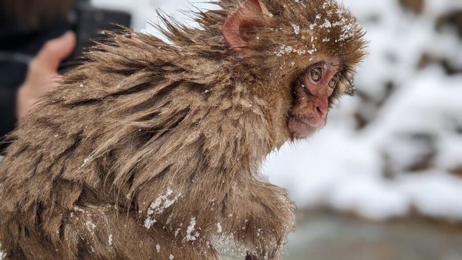 From Tokyo: Snow Monkey 1 Day Tour with Beef Sukiyaki Lunch - Who this snow monkey tour is best for