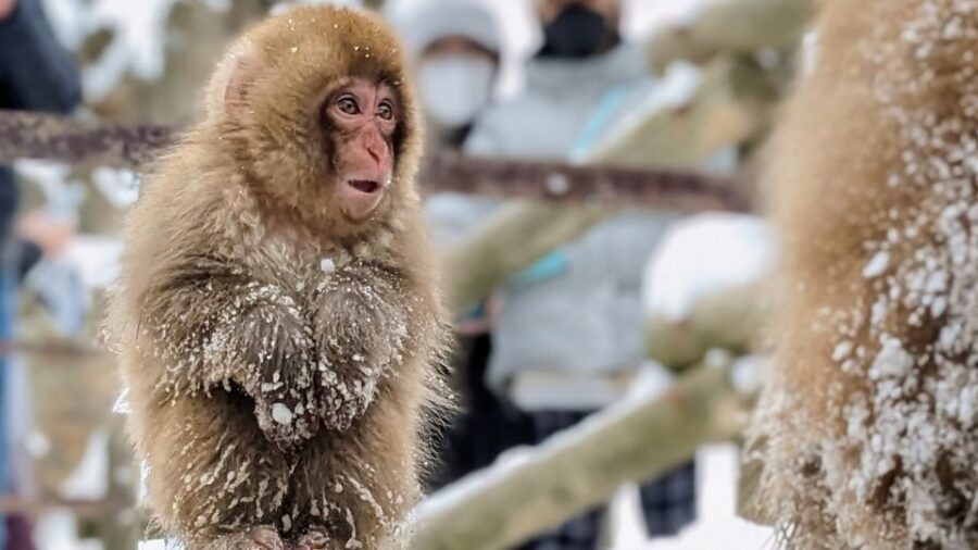 From Tokyo: Snow Monkey 1 Day Tour with Beef Sukiyaki Lunch - From Nishi Shinjuku to Nagano: the bus ride you should actually prepare for