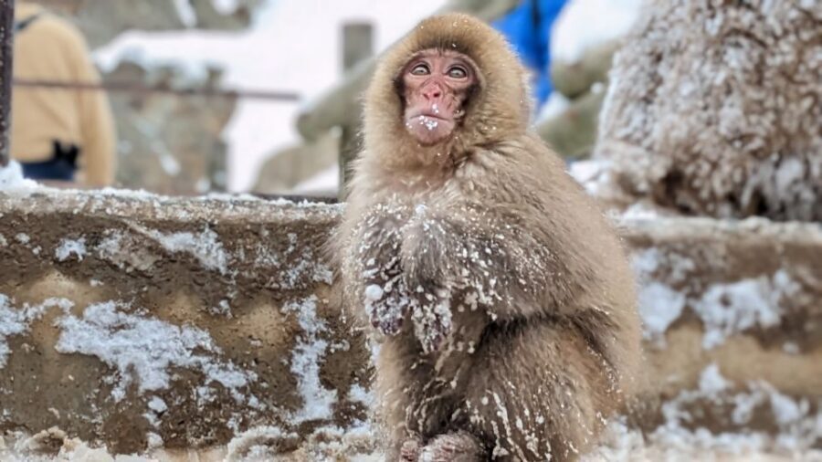 From Tokyo: Snow Monkey 1 Day Tour with Beef Sukiyaki Lunch - Jigokudani Monkey Park and the walk on snow: your best shot at real monkey behavior