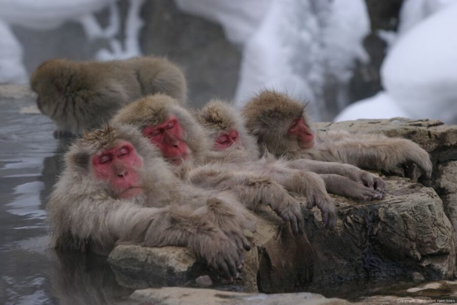 From Tokyo: Snow Monkey 1 Day Tour with Beef Sukiyaki Lunch - Kamakura snow huts (Kamakura no sato): the winter fairy-tale add-on for select dates