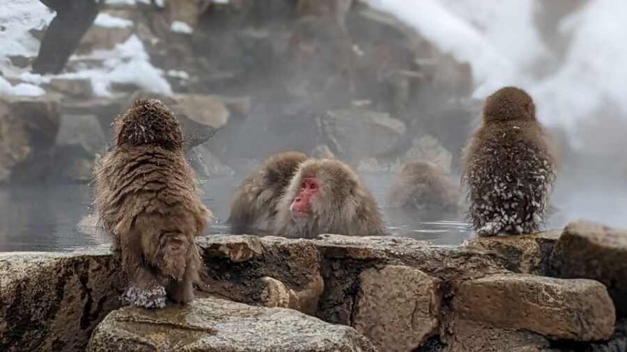 From Tokyo: Snow Monkey 1 Day Tour with Beef Sukiyaki Lunch - Guide and driver quality: why the day stays smooth in icy conditions