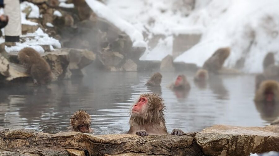 From Tokyo: Snow Monkey 1 Day Tour with Beef Sukiyaki Lunch - Lunch at Shinshu Fruitsland: beef sukiyaki, plus real alternatives