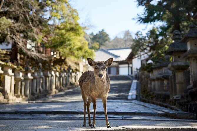 Full Day Guided Tour to Kyoto and Nara from Osaka by Van - Price and value: what you actually get for $106.12