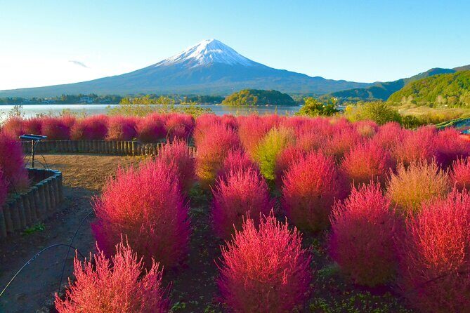 Full Day Tour to Mount Fuji in Spanish - Stop-by-stop: Iyashi no Sato Nemba and Saiko Lake