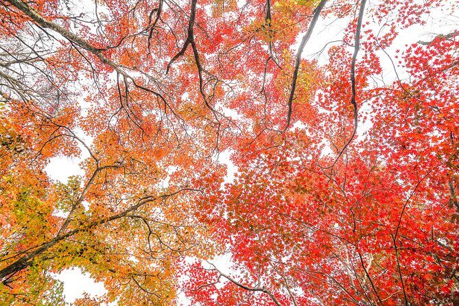 Kyoto Arashiyama Bamboo forest & Garden Half-Day Walking Tour - The finish near Togetsukyo Bridge: souvenirs and one last look