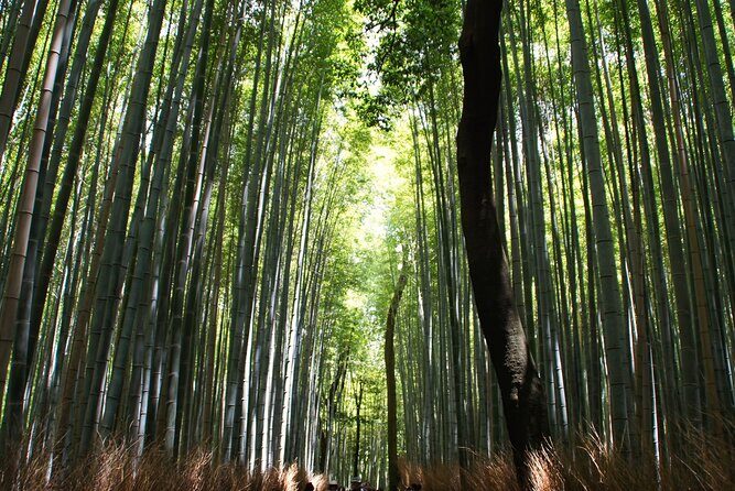 Kyoto: Arashiyama Bamboo Forest, Monkeys, Matcha & Temple Tour - The matcha break: Uji matcha drink included