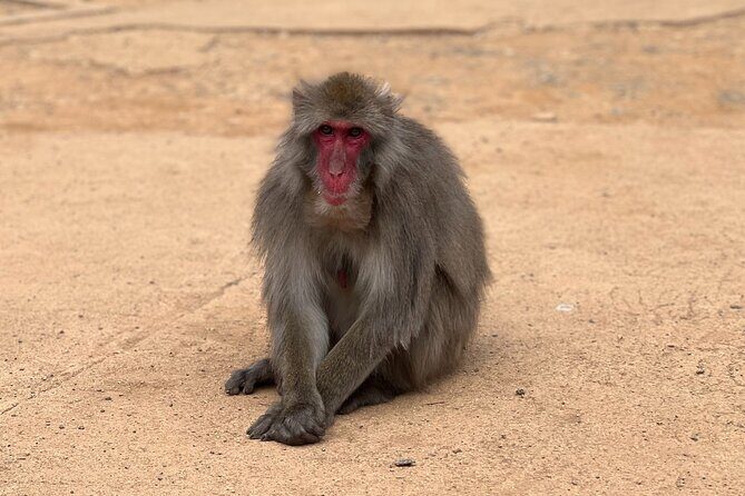 Kyoto: Arashiyama Bamboo Forest, Monkeys, Matcha & Temple Tour - Stop 4: Togetsukyo Bridge for river views (about 10 minutes)