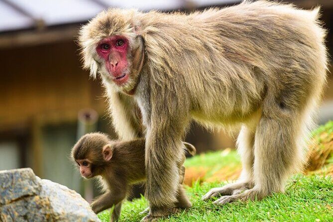 Kyoto Arashiyama Walking Tour: Bamboo, Monkeys, Gardens & Secrets - The First Meeting Step: Get Oriented Near Arashiyama
