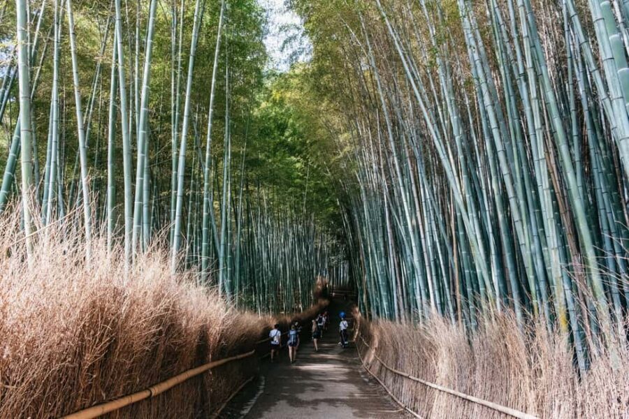 Kyoto: Nijo Castle, Kiyomizu & Fushimi Inari Guided Tour - Fushimi Inari Taisha: red torii gates and pick-your-own climb