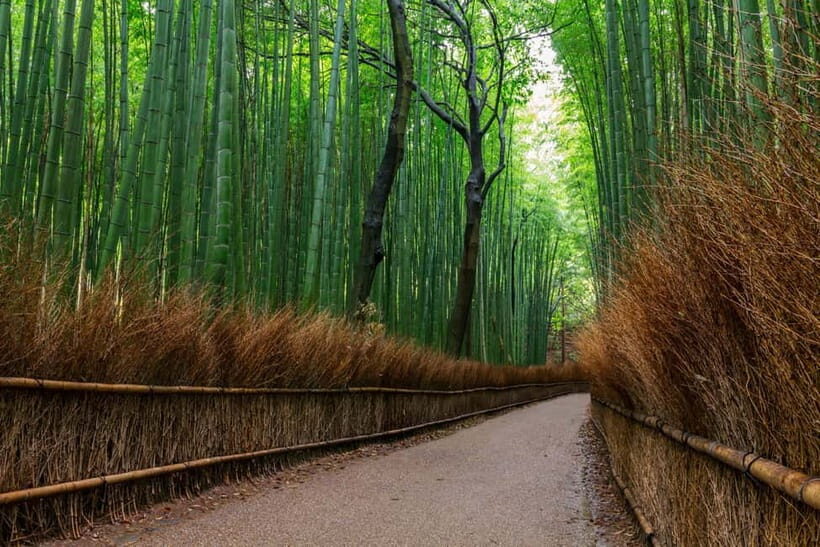 Kyoto/Osaka: Nara, Fushimi Inari Taisha, Arashiyama Bus Tour - Key things that make this tour tick