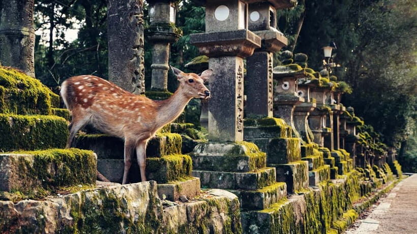 Kyoto/Osaka: Nara, Fushimi Inari Taisha, Arashiyama Bus Tour - Togetsukyo Bridge and Kimono Forest: views plus quick photo wins