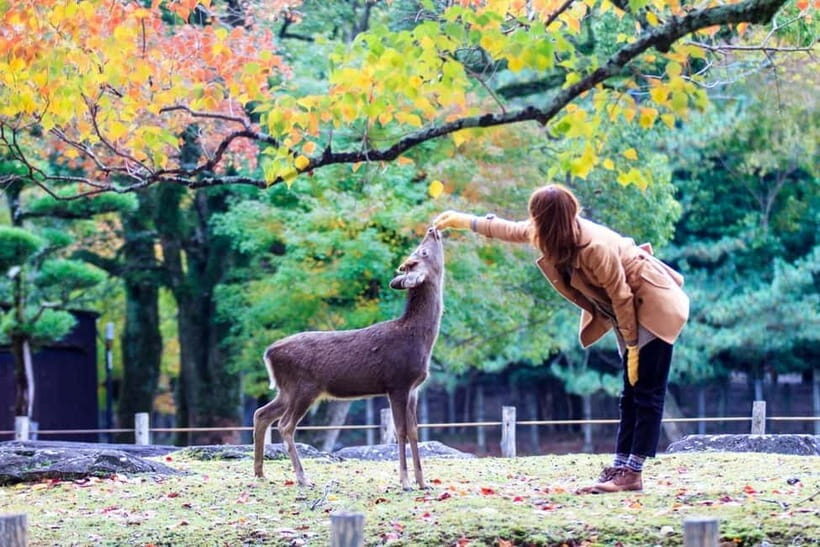 Kyoto/Osaka: Nara, Fushimi Inari Taisha, Arashiyama Bus Tour - How the bus tour pacing feels in real life