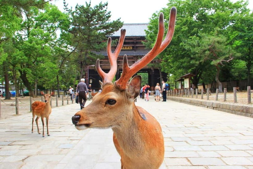 Kyoto: Private Customizable Day Tour with Guide and Vehicle - Nishiki Market: Shopping and Snacks Without the Whiplash