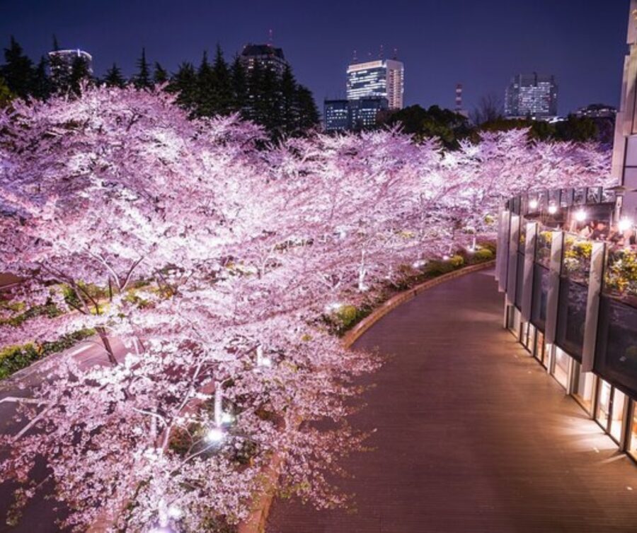 Kyoto: Private Highlights Tour with Guide and Luxury Vehicle - Who This Tour Best Fits (and Who Should Rethink It)