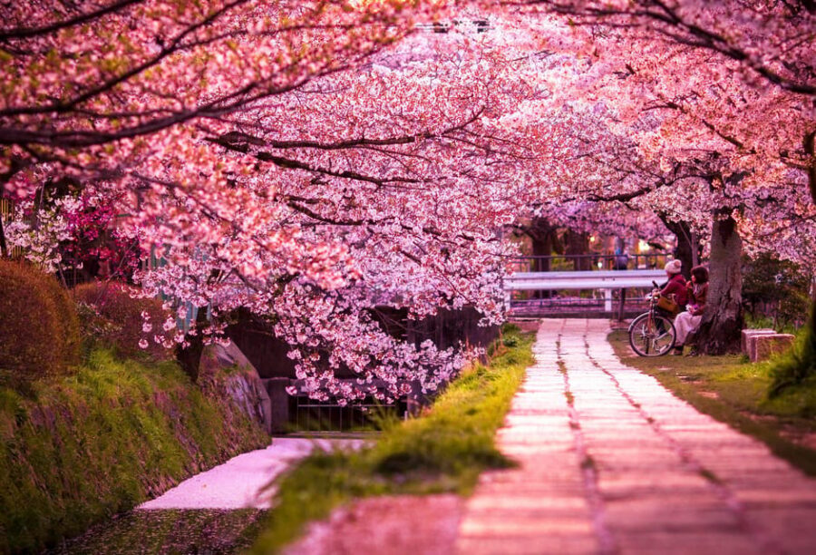 Kyoto: Private Highlights Tour with Guide and Luxury Vehicle - Guide Quality: Why Yash and Sam Show Up in the Best Days