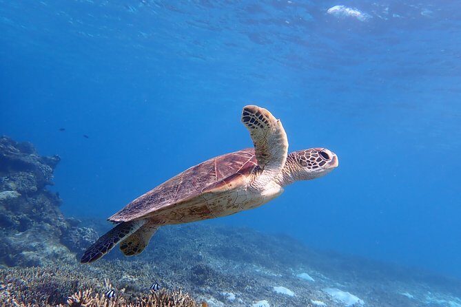 [Miyako Island/Half Day] Sea Turtle Snorkeling - Key highlights you’ll feel right away