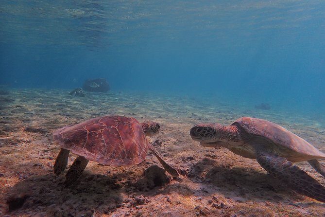 [Miyako Island/Half Day] Sea Turtle Snorkeling - Shigira Beach meeting point and a clean start