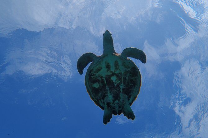 [Miyako Island/Half Day] Sea Turtle Snorkeling - Free waterproof photo data is the real souvenir