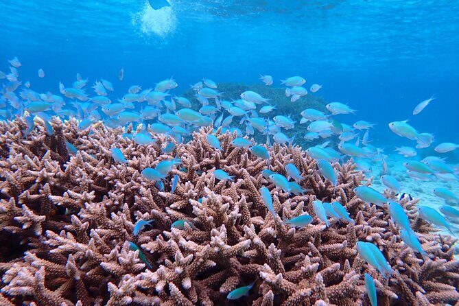 [Miyako Island/Half Day] Sea Turtle Snorkeling - Beginner-friendly support, gear rules, and safety you can trust