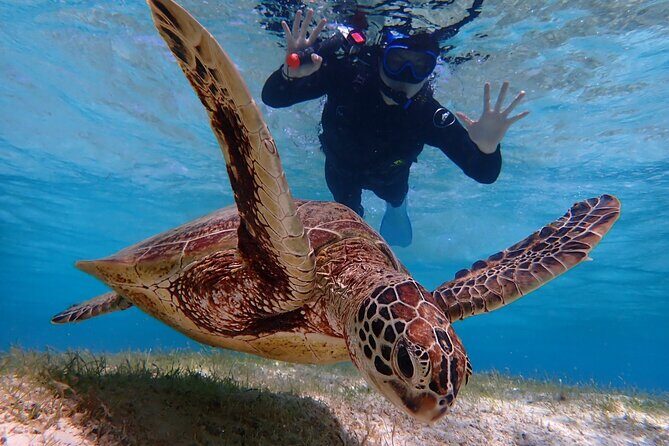 [Miyako Island/Half Day] Sea Turtle Snorkeling - Price, extra fees, and where the value really comes from