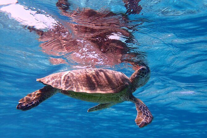 [Miyako Island/Half Day] Sea Turtle Snorkeling - FAQ
