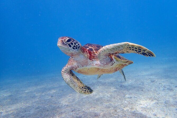 [Miyako Island/Half Day] Sea Turtle Snorkeling - What happens during the 90 minutes in the water