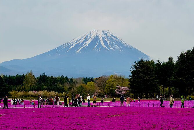 Mt. Fuji, Cherry Blossom & Shiba Sakura Pvt. Day Tour - Key Highlights to Know Before You Go