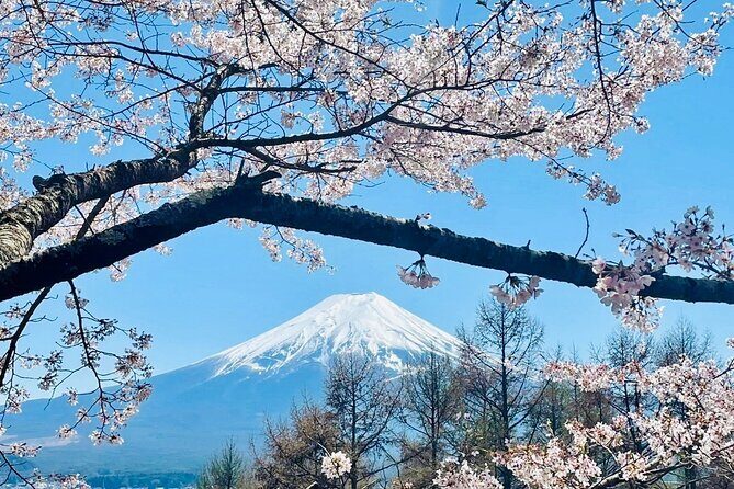 Mt. Fuji, Cherry Blossom & Shiba Sakura Pvt. Day Tour - Private Ride Out of Tokyo: Less Confusion, More Fuji