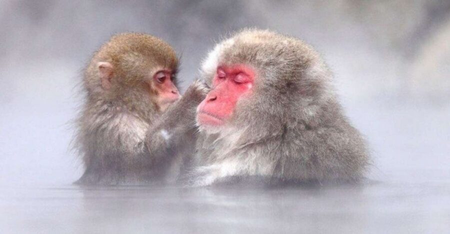 Nagano: Snow Monkeys, Zenkoji Temple & Sake Day Trip - Key moments that make this day trip worth your time