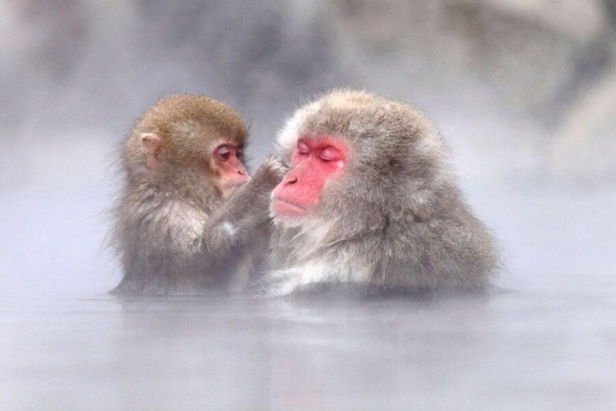 Nagano: Snow Monkeys, Zenkoji Temple & Sake Day Trip - Zenko-ji Temple: the calm focus before the winter chaos