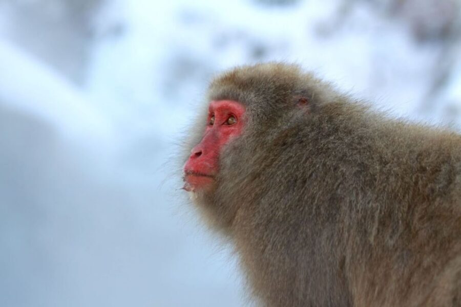 Nagano: Snow Monkeys, Zenkoji Temple & Sake Day Trip - Sake tasting: how to enjoy it without turning it into homework