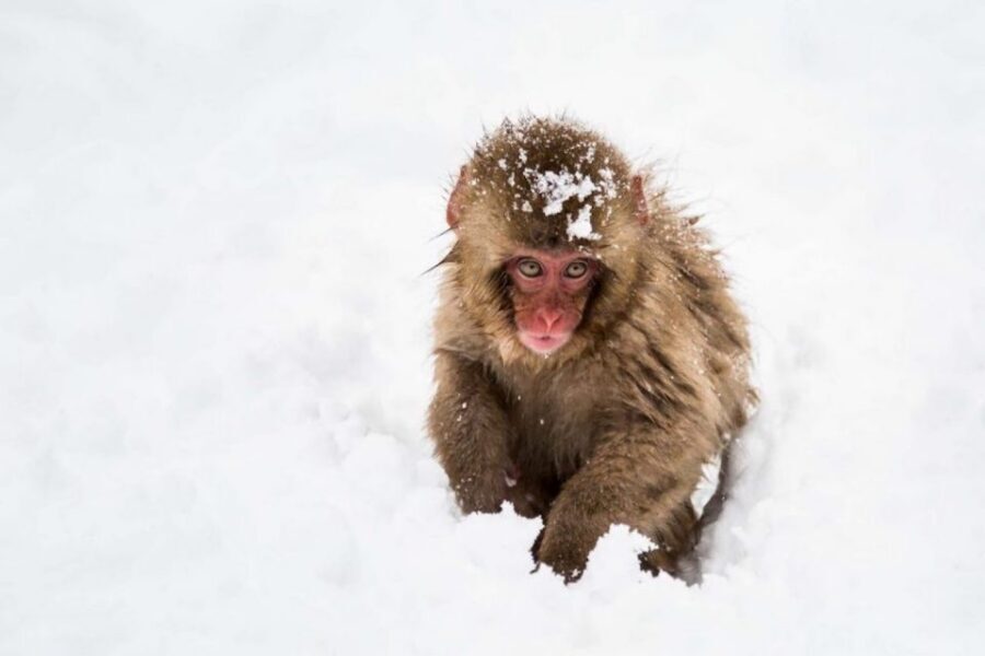 Nagano: Snow Monkeys, Zenkoji Temple & Sake Day Trip - Should you book this Nagano snow monkey day trip?