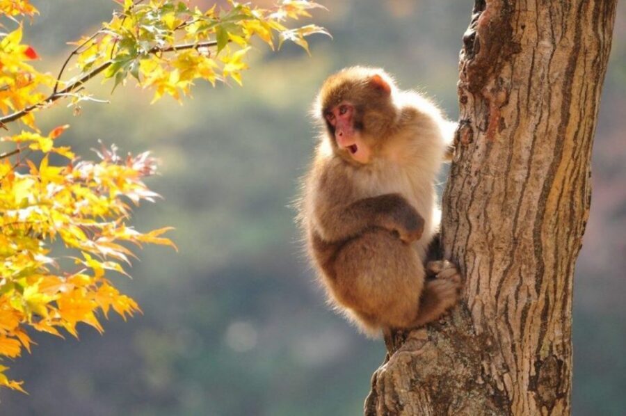 Nagano: Snow Monkeys, Zenkoji Temple & Sake Day Trip - Starting Points and the Real Deal on Travel Time