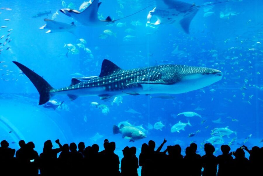 Naha: North Okinawa Sightseeing Tour & Churaumi Aquarium - Quick hits