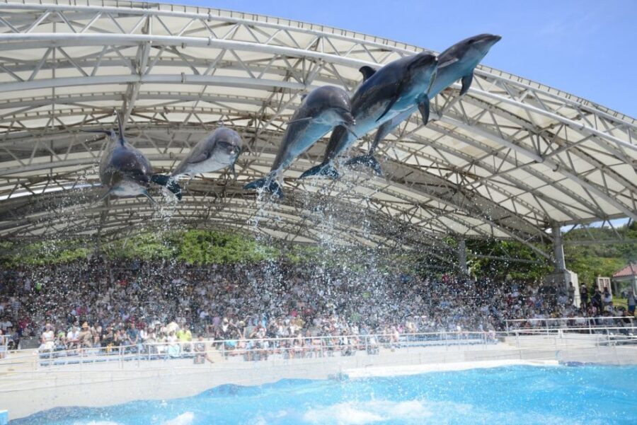 Naha: North Okinawa Sightseeing Tour & Churaumi Aquarium - Kouri Island: fast photos over slow beach time