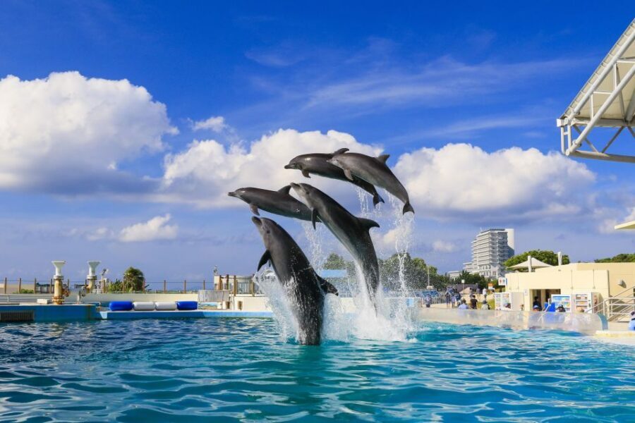 Naha: North Okinawa Sightseeing Tour & Churaumi Aquarium - Churaumi Aquarium at Ocean Expo Park: the main event