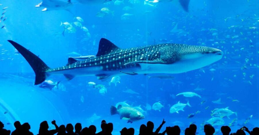 Naha: North Okinawa Sightseeing Tour & Churaumi Aquarium - Price and what you truly get for around $50
