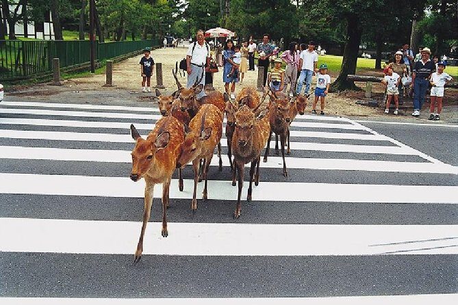 Nara Afternoon Tour from Kyoto or Osaka - Nara Afternoon Tour Key Points (Kyoto to Nara)