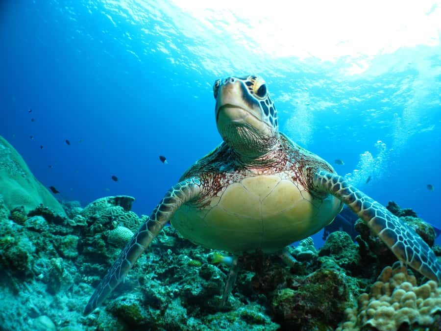 Okinawa: From Naha: Kerama Islands 1-day snorkeling tour - Comfort in winter: heat blocks, wetsuits, and staying warm enough to enjoy it